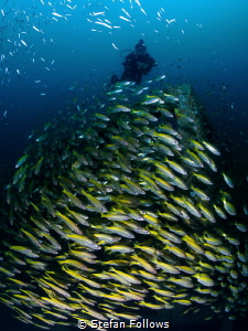 Tower of Power. Snapper - Lutjanus lutjanus. Sail Rock, T... by Stefan Follows 